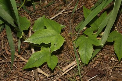 Passiflora lanuginosa, photographed by Reid Hardin