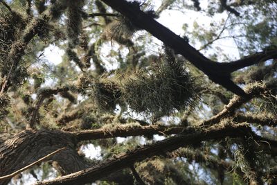 Tillandsia baileyi, photographed by Reid Hardin