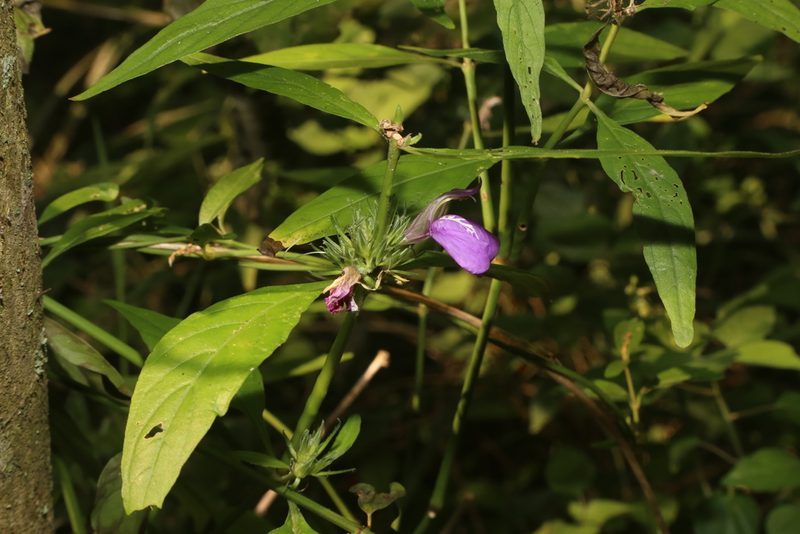 Justicia pacifica, photographed by Reid Hardin