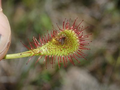 Drosera collinsiae, photographed by Jimmy Whatmore