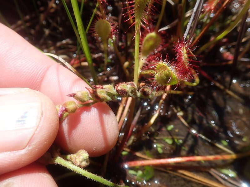 Drosera collinsiae, photographed by Jimmy Whatmore