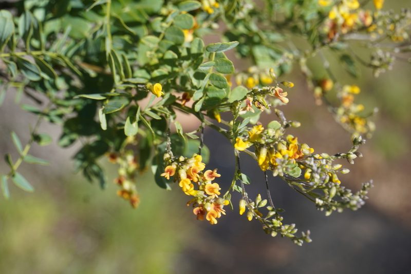 Calpurnia sericea, photographed by Matthew Fainman