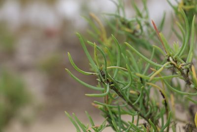 Suaeda australis, photographed by Greg Tasney