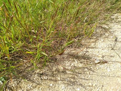 Agrostis stolonifera, photographed by Leon Perrie