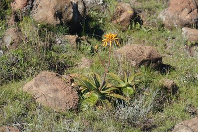 Aloe maculata, photographed by Matthew Fainman
