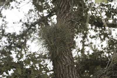Tillandsia baileyi, photographed by Reid Hardin