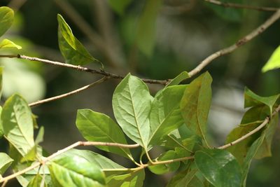 Pittosporum tinifolium, photographed by Greg Tasney