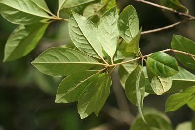 Pittosporum tinifolium, photographed by Greg Tasney