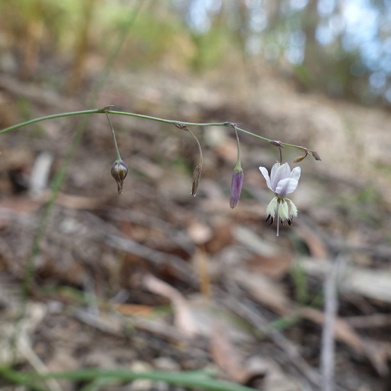 Arthropodium milleflorum, photographed by yatesy