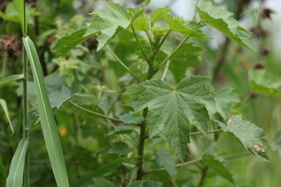 Sabdariffa diversifolia, photographed by Greg Tasney