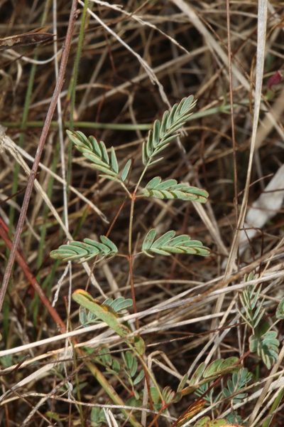 Hoffmannseggia tenella, photographed by Reid Hardin