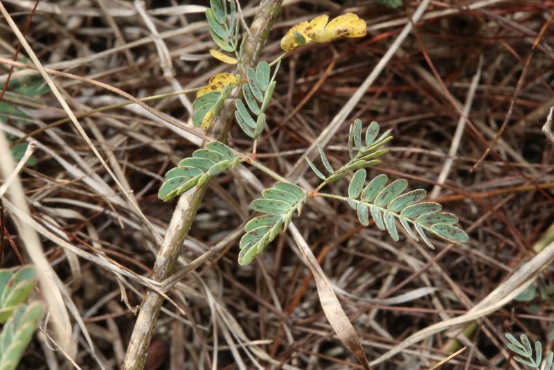 Hoffmannseggia tenella, photographed by Reid Hardin