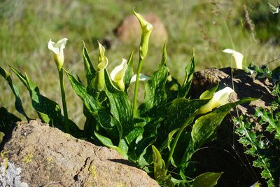 Zantedeschia albomaculata, photographed by Matthew Fainman