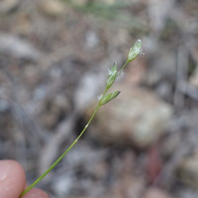 Tetrarrhena juncea, photographed by yatesy