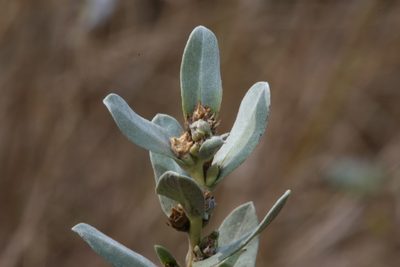 Ambrosia cheiranthifolia, photographed by Reid Hardin