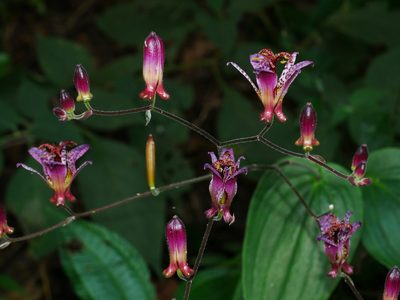 Tricyrtis formosana, photographed by Jacy Chen