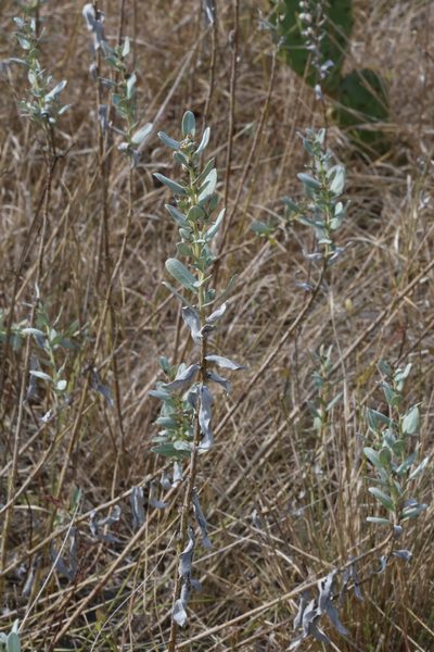 Ambrosia cheiranthifolia, photographed by Reid Hardin