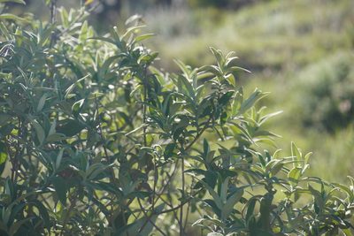 Buddleja salviifolia, photographed by Matthew Fainman