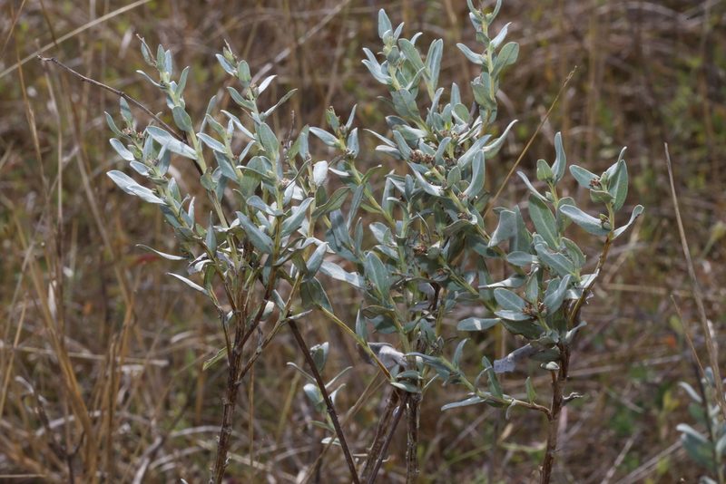 Ambrosia cheiranthifolia, photographed by Reid Hardin