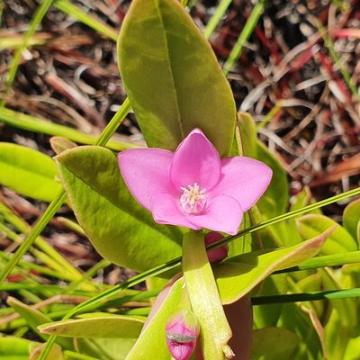 Crowea saligna, photographed by ronavery