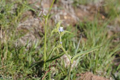 Cyanotis speciosa, photographed by Matthew Fainman