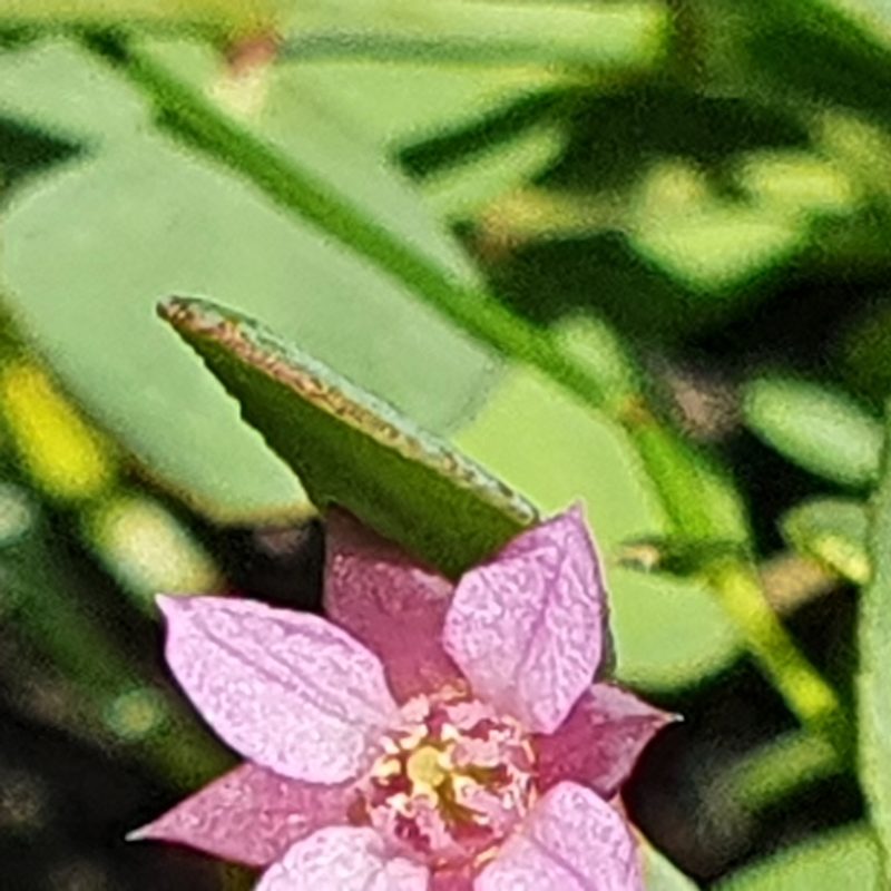 Boronia parviflora, photographed by ronavery