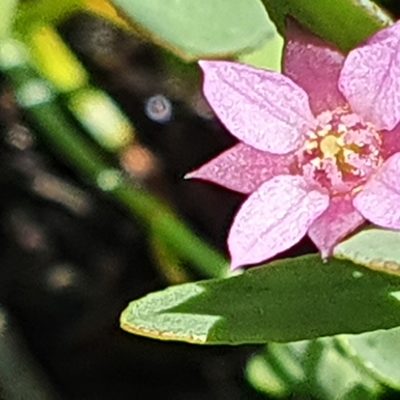 Boronia parviflora, photographed by ronavery