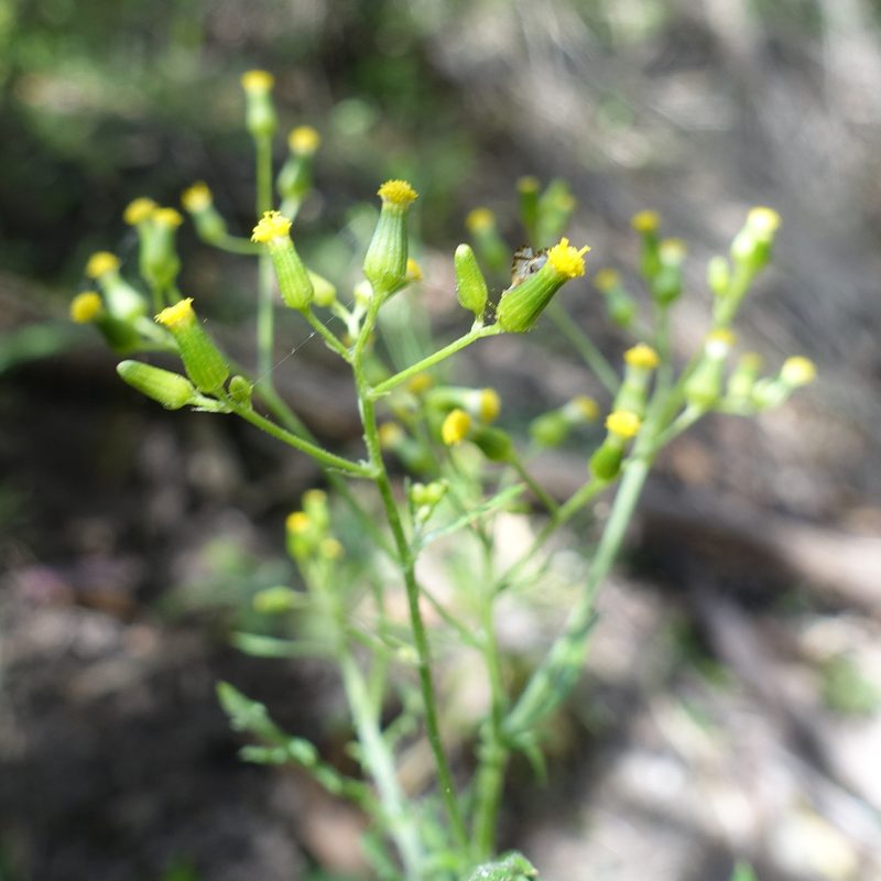 Senecio bathurstianus, photographed by yatesy