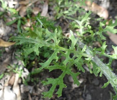 Senecio bathurstianus, photographed by yatesy