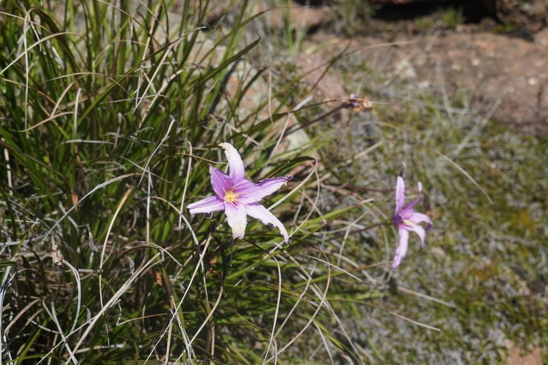 Xerophyta viscosa, photographed by Matthew Fainman