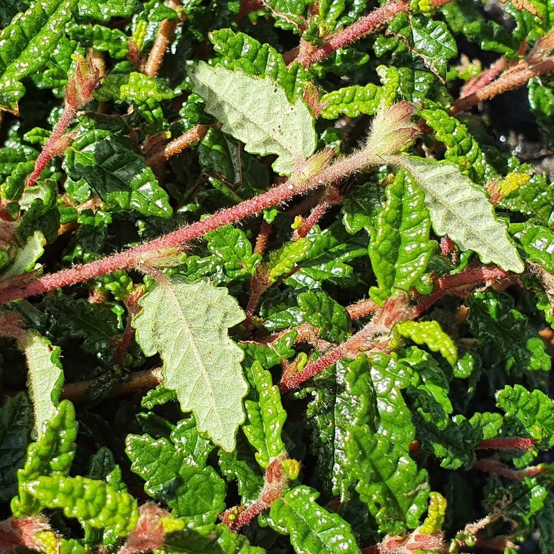 Commersonia hermanniifolia, photographed by ronavery