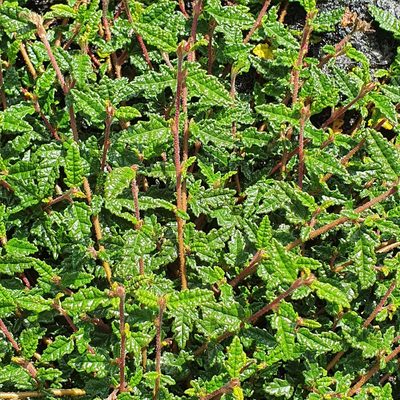 Commersonia hermanniifolia, photographed by ronavery