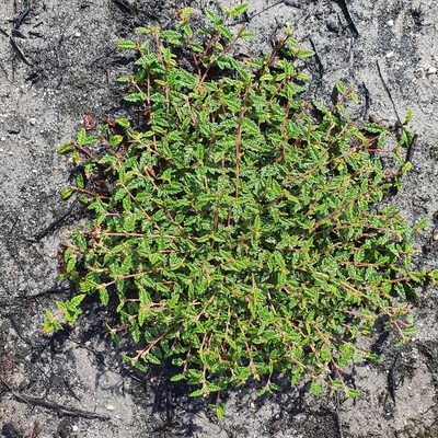 Commersonia hermanniifolia, photographed by ronavery