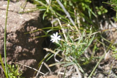 Lactuca inermis, photographed by Matthew Fainman