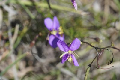 Heliophila suavissima, photographed by Matthew Fainman