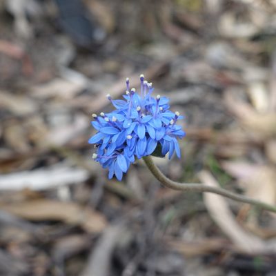 Brunonia australis, photographed by yatesy