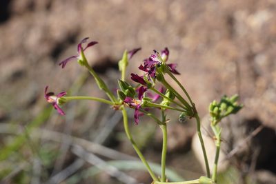 Pelargonium sidoides, photographed by Matthew Fainman