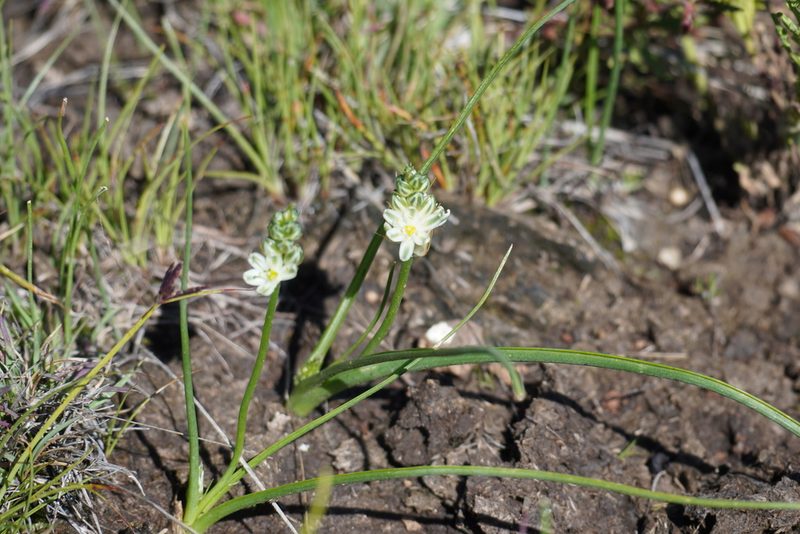 Stellarioides virens, photographed by Matthew Fainman