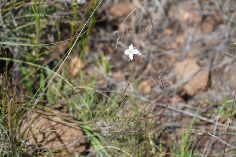 Heliophila carnosa, photographed by Matthew Fainman
