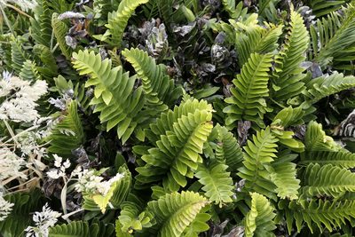 Asplenium obtusatum, photographed by Zac Sanson