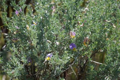 Lotononis sericophylla, photographed by Matthew Fainman