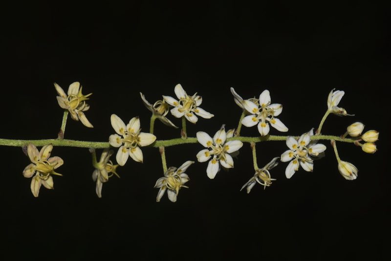 Melanthium virginicum, photographed by Brian Finzel