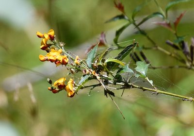 Podolobium ilicifolium, photographed by Thomas Mesaglio