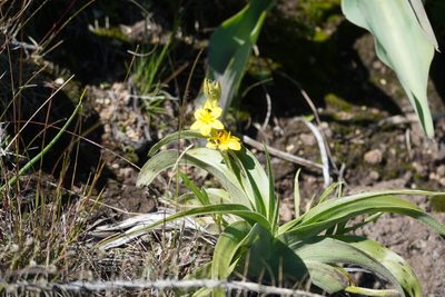 Hypoxis hemerocallidea, photographed by Matthew Fainman