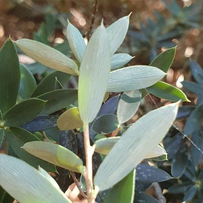 Monotoca elliptica, photographed by ronavery