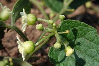 Zehneria scabra, photographed by Jimmy Whatmore