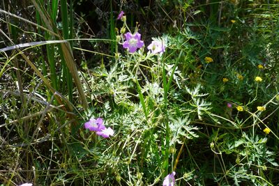 Geranium robustum, photographed by Matthew Fainman
