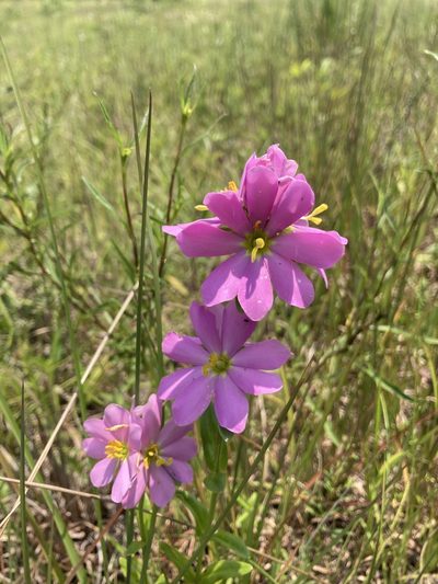 Sabatia capitata, photographed by Shelby Lyn Sanders