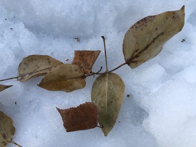 Populus balsamifera, photographed by Jason Grant