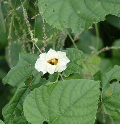 Momordica foetida, photographed by Jean-Paul Boerekamps